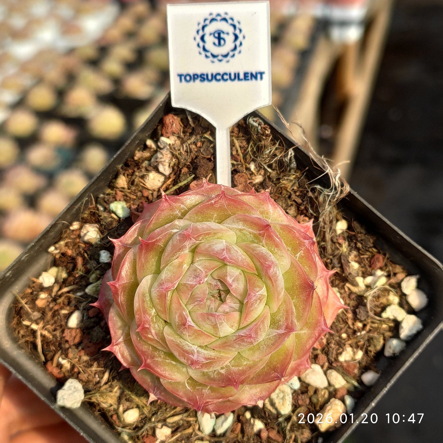 24869 Echeveria Noctera (7cm pot size)