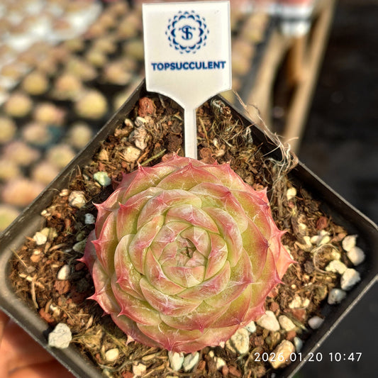 24869 Echeveria Noctera (7cm pot size)