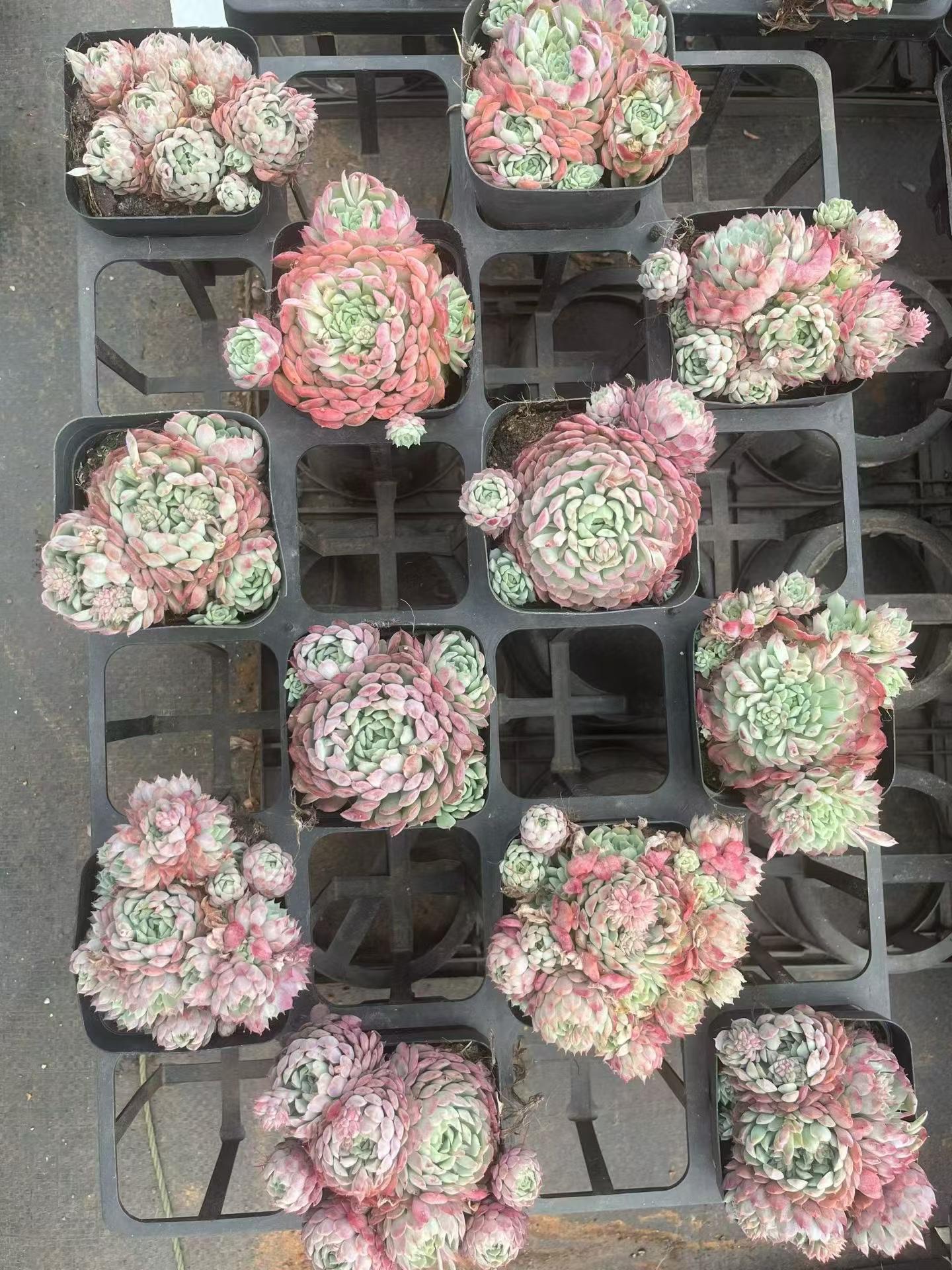 264564 Echeveria Red Rosette Gem (7cm pot size)