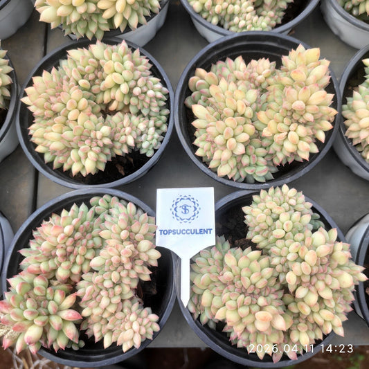 361448 Echeveria Lime Beauty Cristata (9cm pot size)