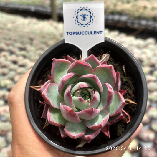 25617 Echeveria Casio (9cm pot size)