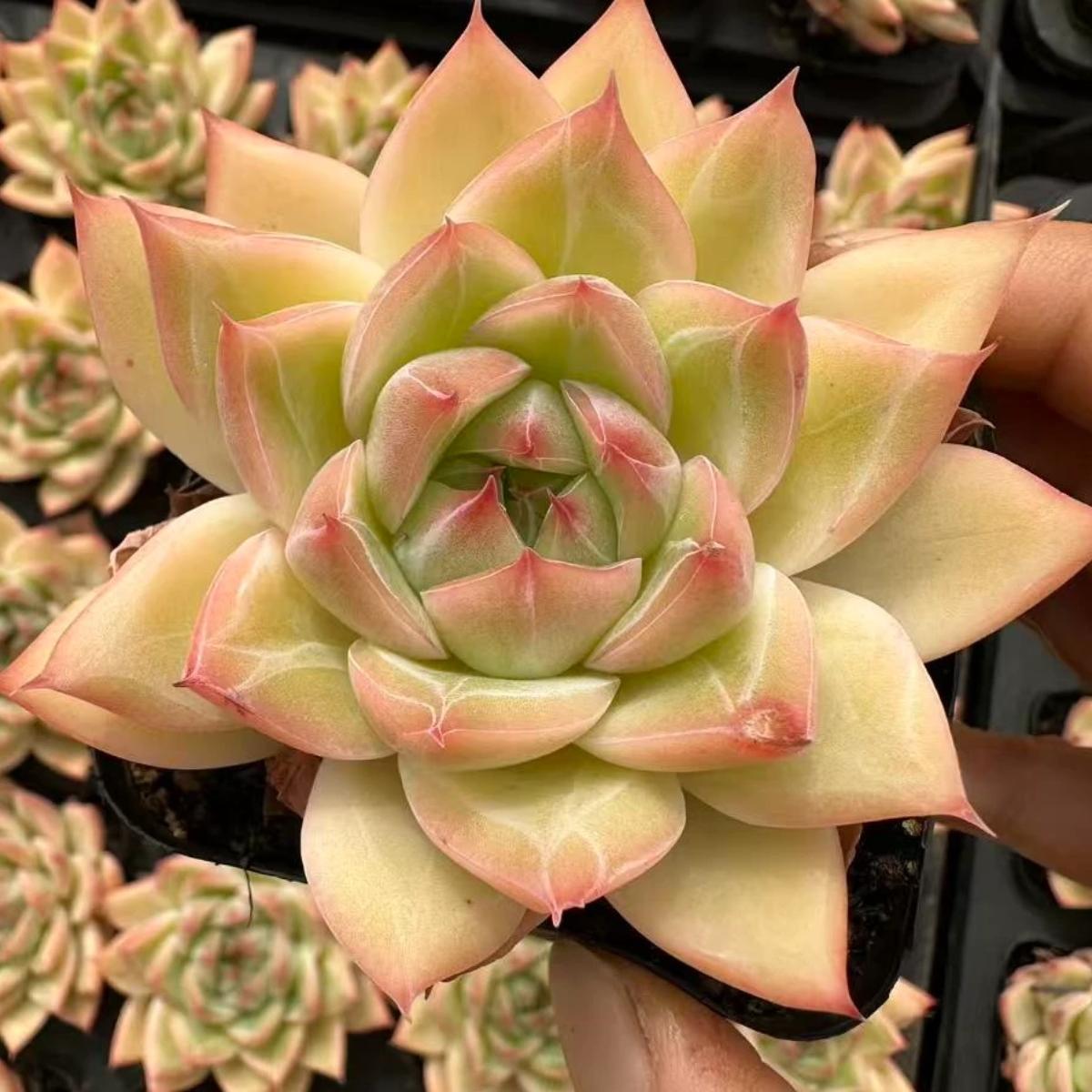 22649 Echeveria Bangkok Royal Palace (7cm pot size)