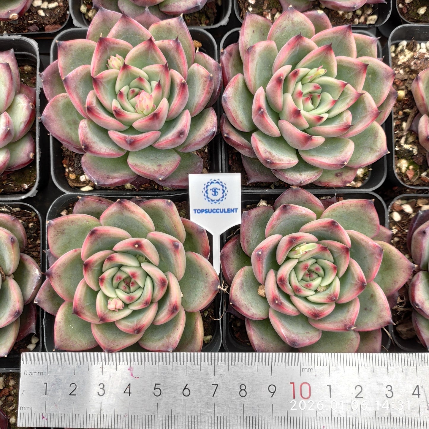 22276 Echeveria Fire Pillar (7cm pot size)