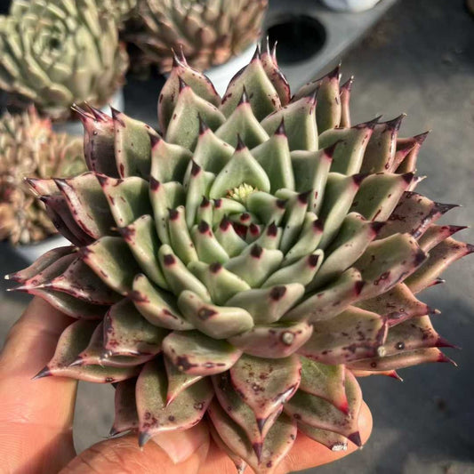 25312 Echeveria Hallowen (9cm pot size)