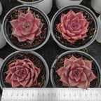 DQ129 Echeveria Blood Romeo(12cm pot size)