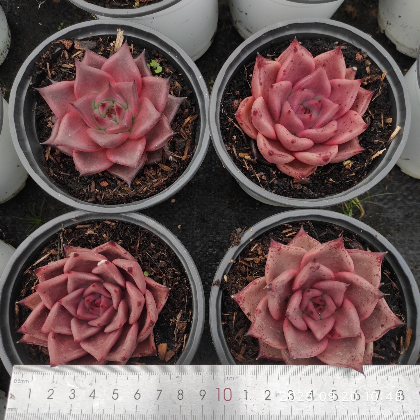 DQ129 Echeveria Blood Romeo(12cm pot size)