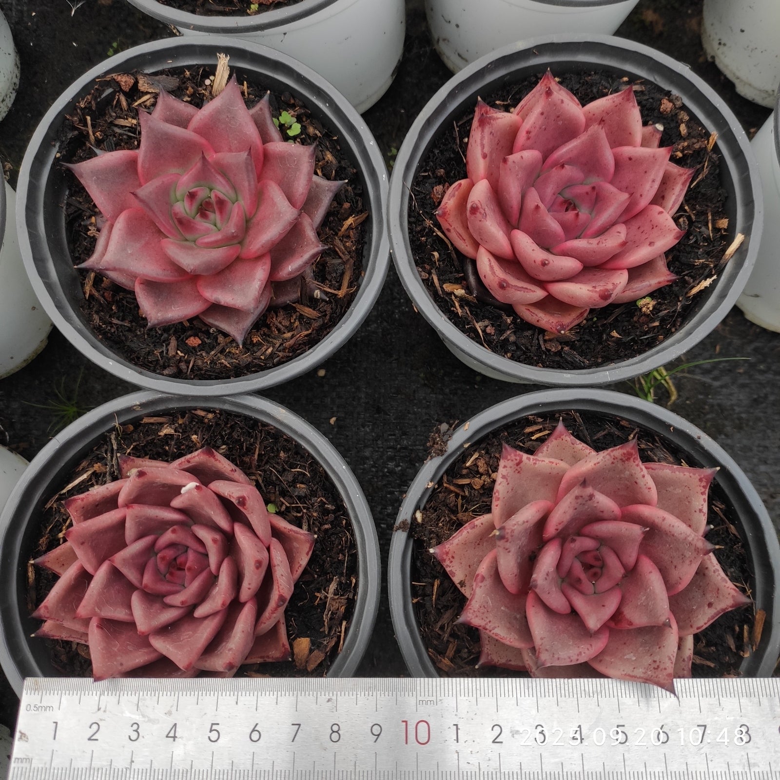 DQ129 Echeveria Blood Romeo(12cm pot size)