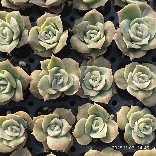 21941 Echeveria Lovely Rose (3cm pot size)