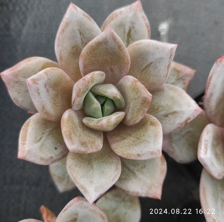 MMT281 Echeveria German Champagne