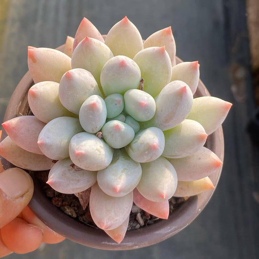 25741 Echeveria Angels Finger (9cm pot size)
