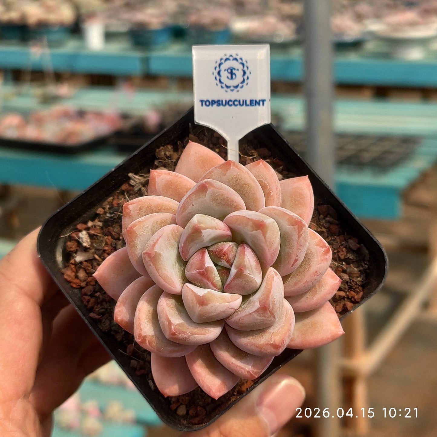 361526 Echeveria Sakura Mist (7cm pot size)