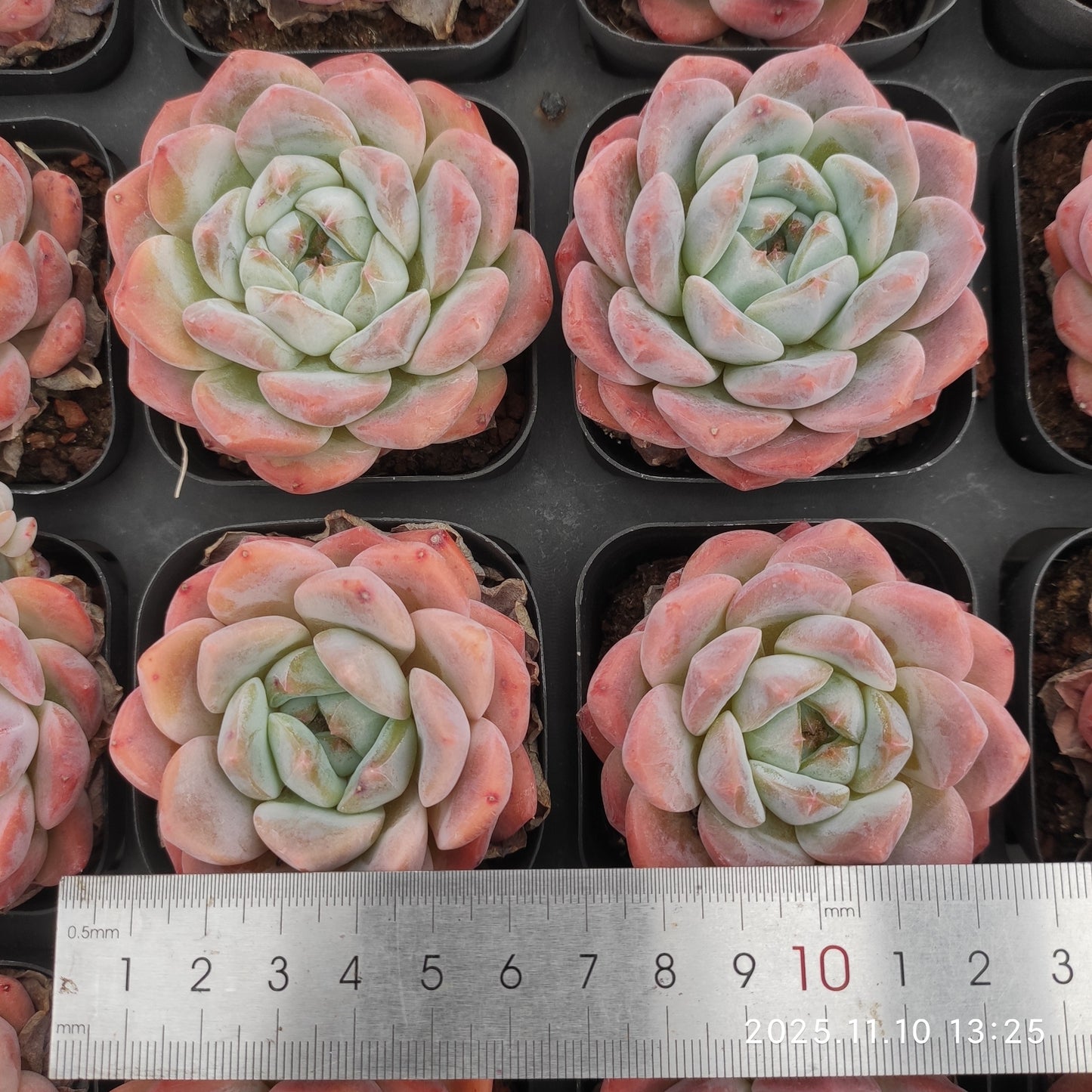 80534 Echeveria Pink Molly (6.5cm pot size)