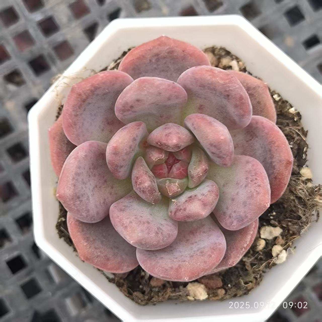 19227 Echeveria Ariel (6.5cm pot size)