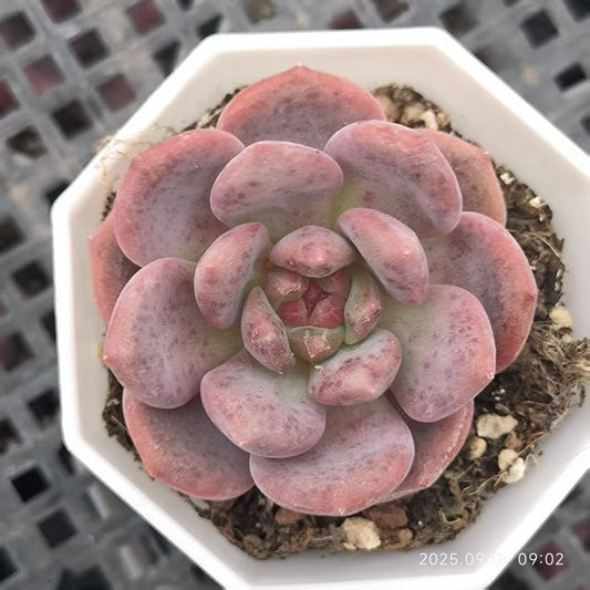 19227 Echeveria Ariel (6.5cm pot size)