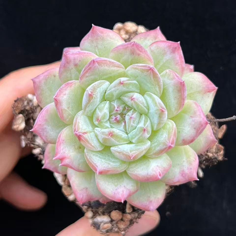 21341 Echeveria Cold Scarlet (7cm pot size)
