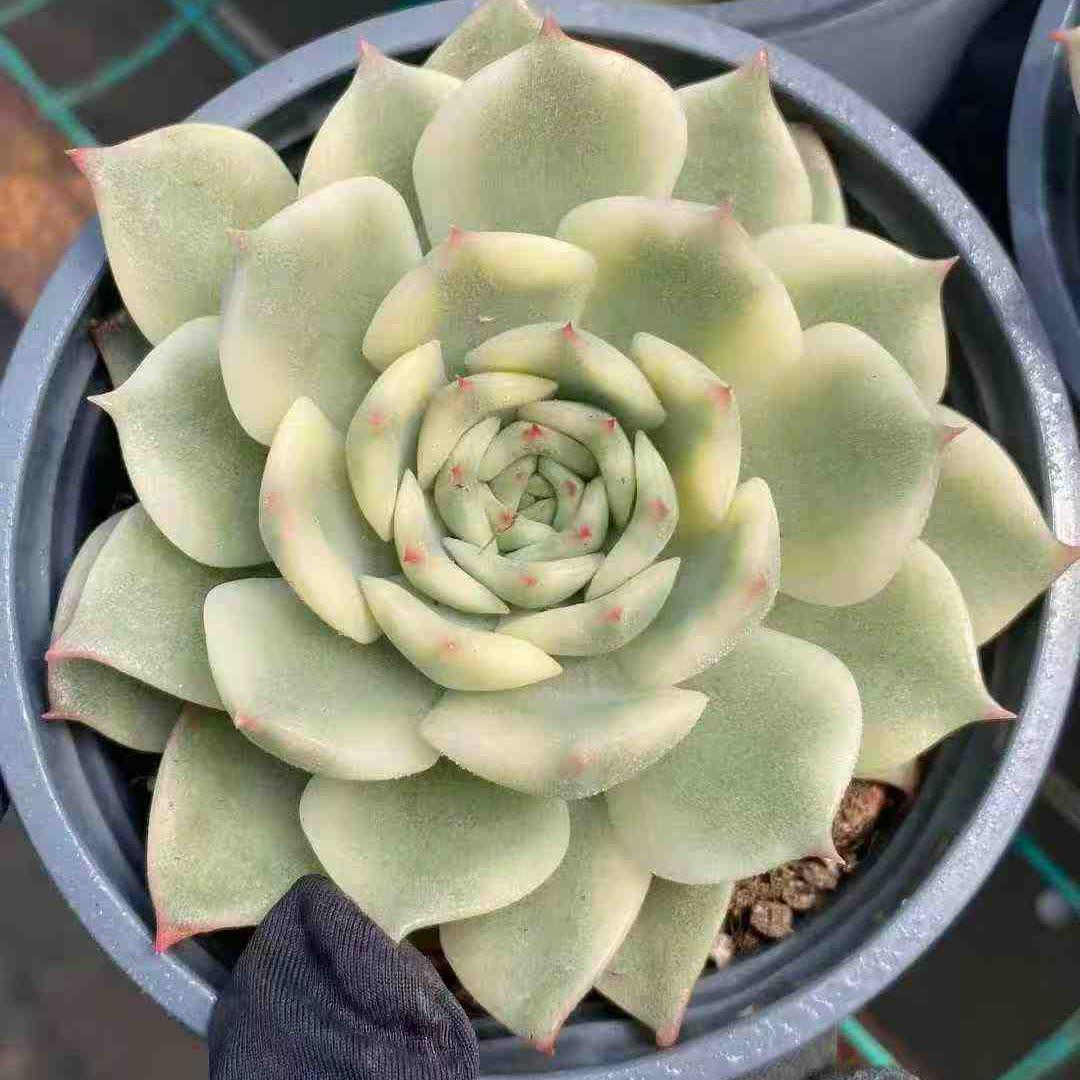 21943 Echeveria Ten Autumn Variegated (9cm pot size)