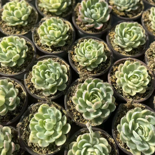 24670 Echeveria Strawberry Ice Variegated (9cm pot size)