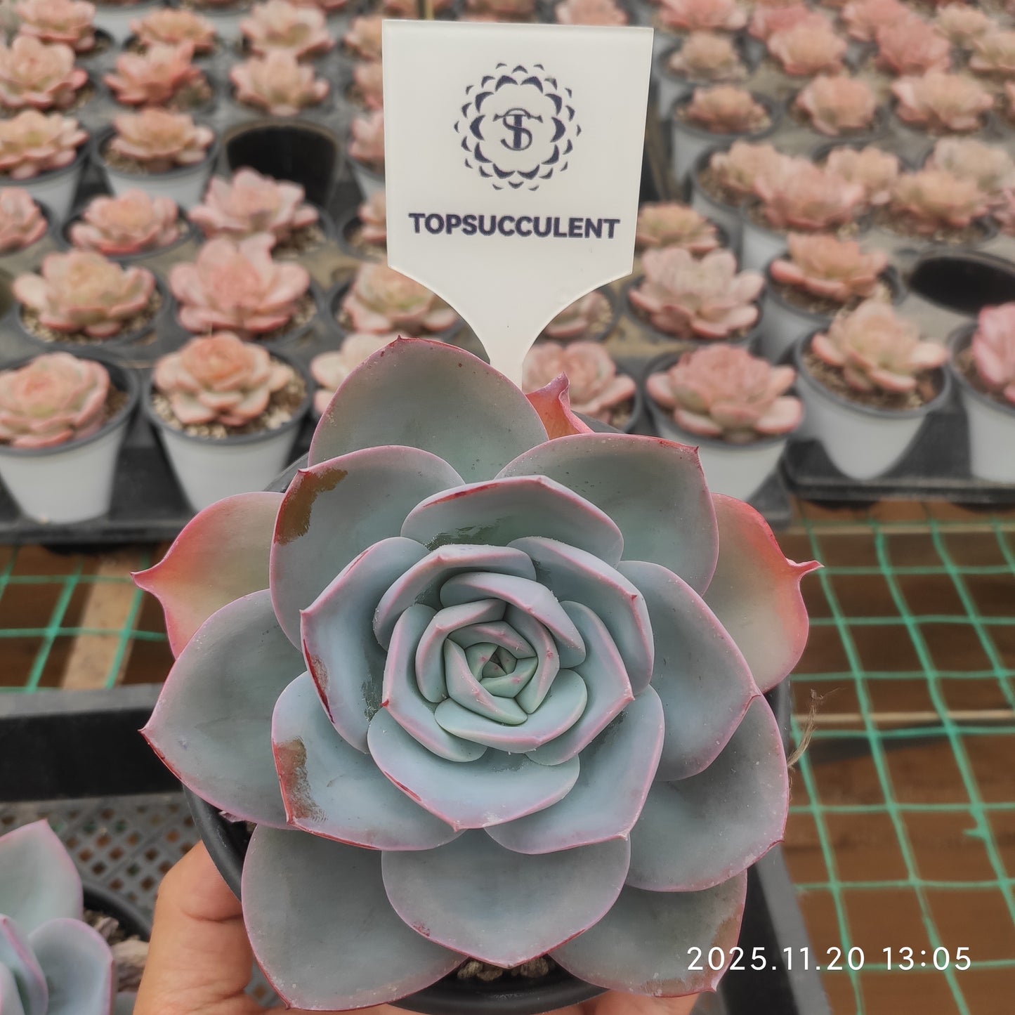 22763 Echeveria Breland (12.5cm pot size)