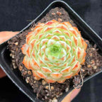 BL1881 Echeveria Pagoda Peony(7cm pot size)