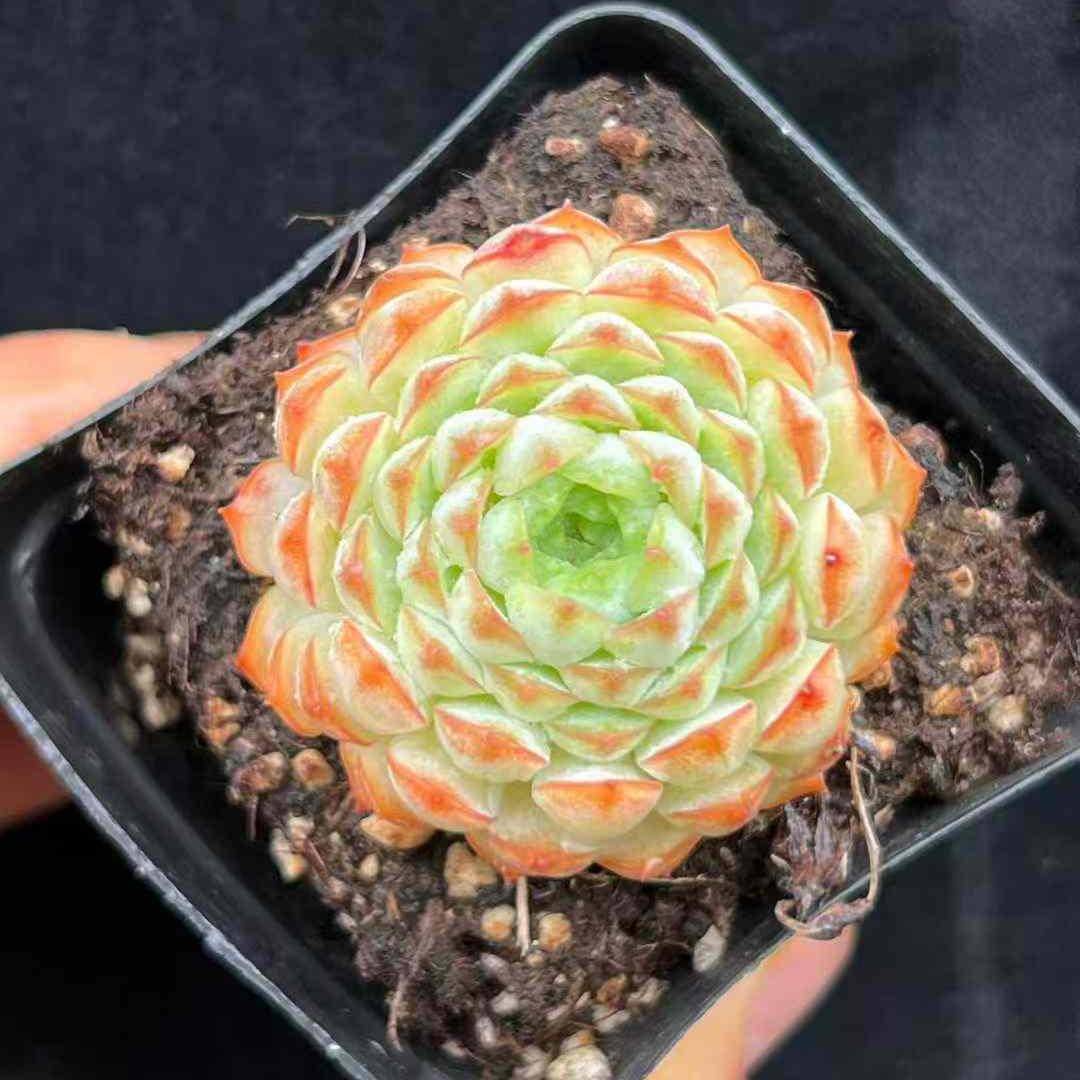 BL1881 Echeveria Pagoda Peony(7cm pot size)
