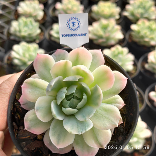 17286 Echeveria Berry Variegated (8cm pot size)