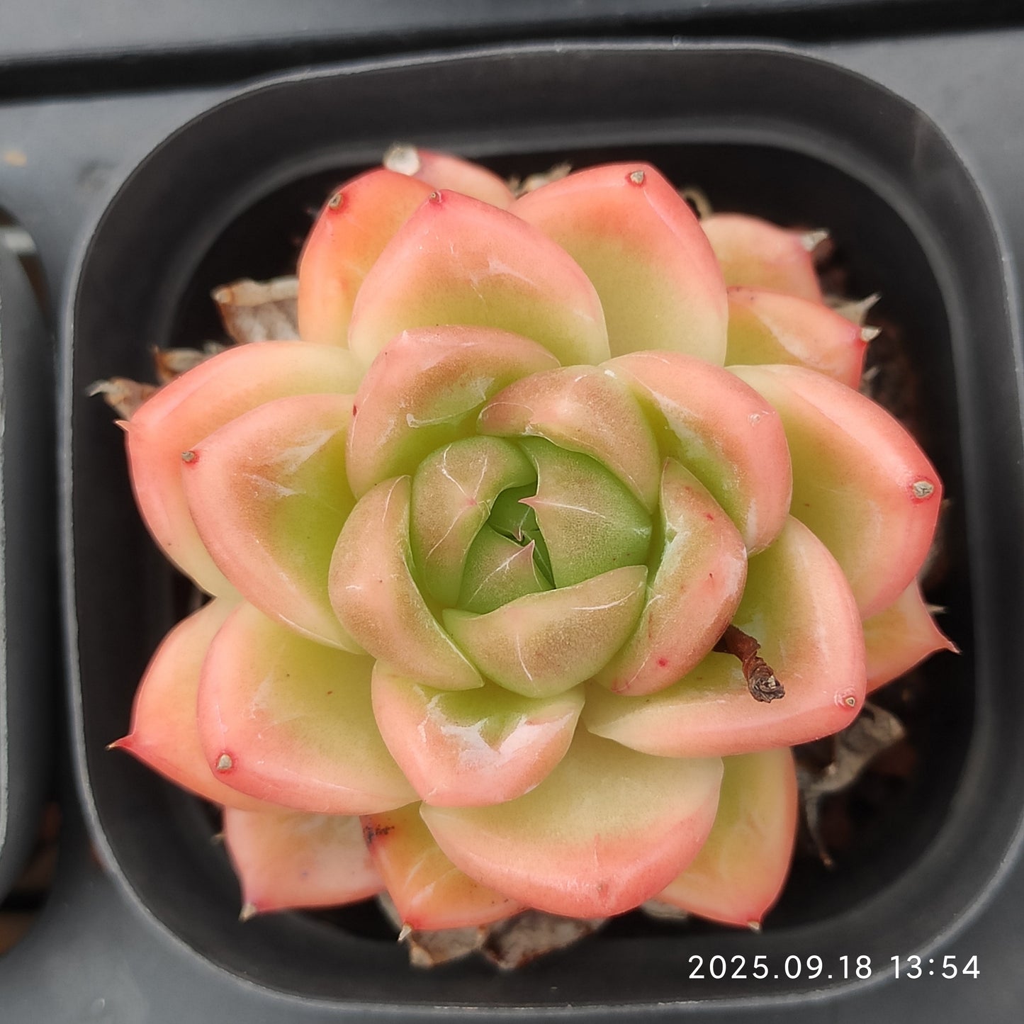 LMM395 Echeveria White Snow Angel(6.5cm pot size)