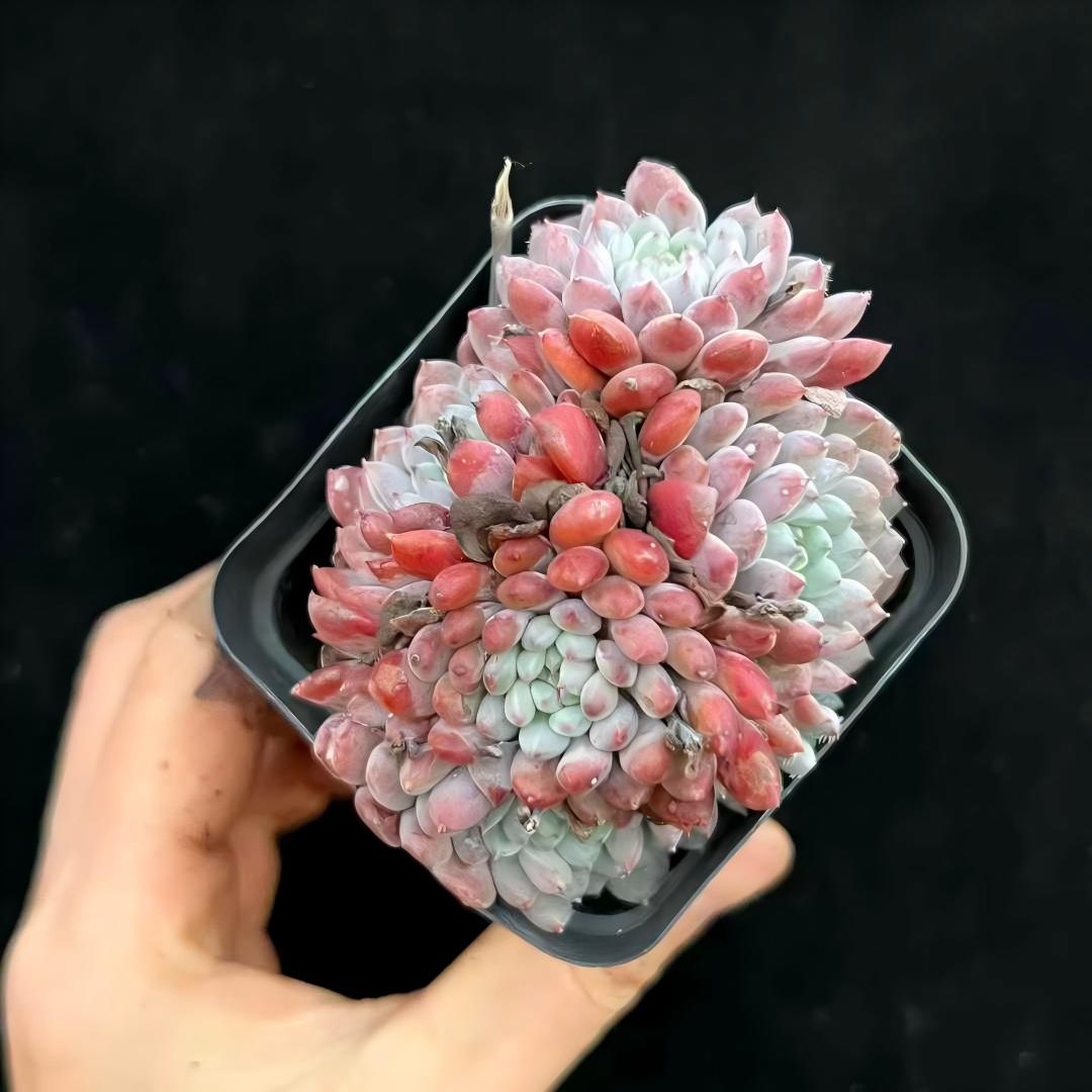 24810 Echeveria Setosa Rondelli (7cm pot size)