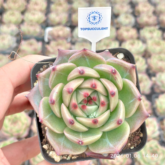 19258 Echeveria Blue Dragon Hyb (7cm pot size)