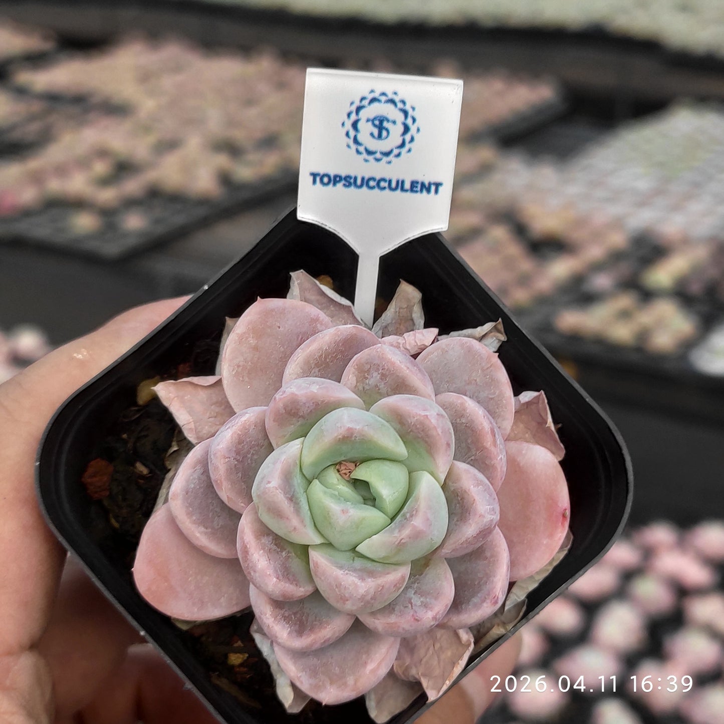 25624 Echeveria Snow Woman (6.5cm pot size)