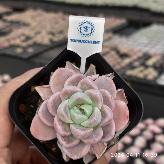 25624 Echeveria Snow Woman (6.5cm pot size)