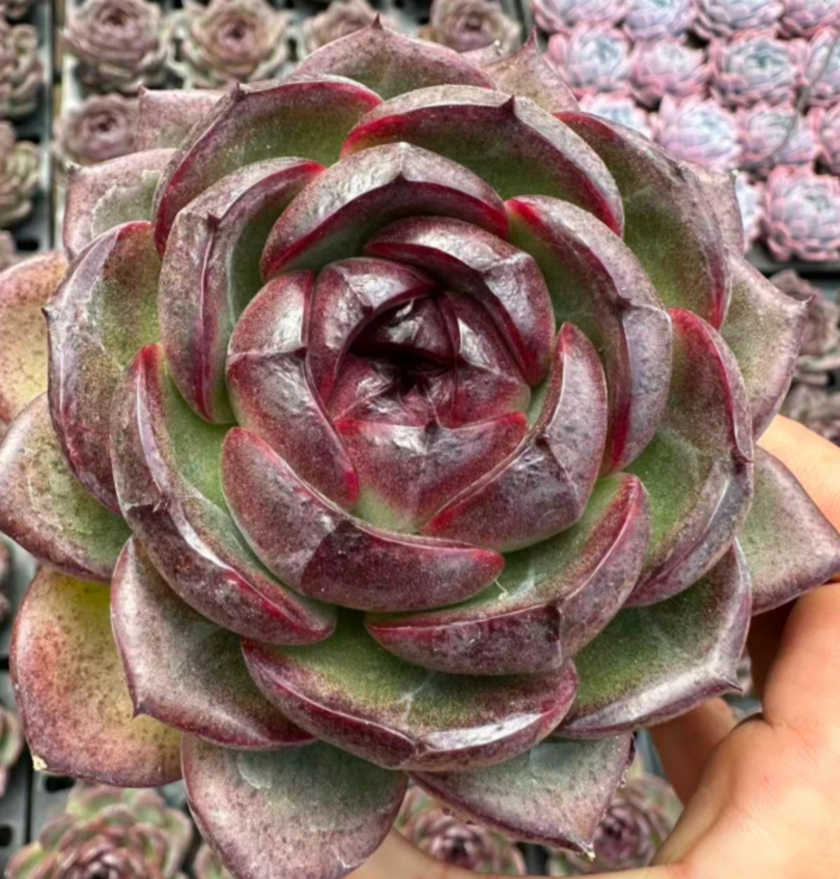 QNY151 Echeveria Styx(10cm pot size)