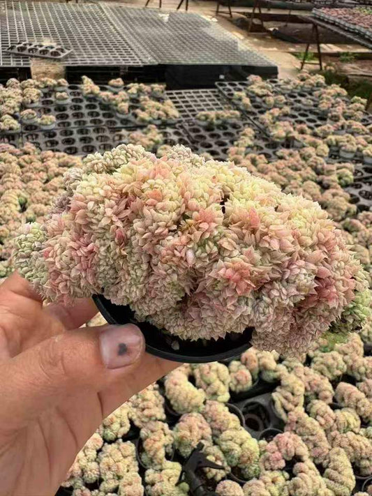 T26518 Echeveria Ball of Fat Cristata (9cm pot size)