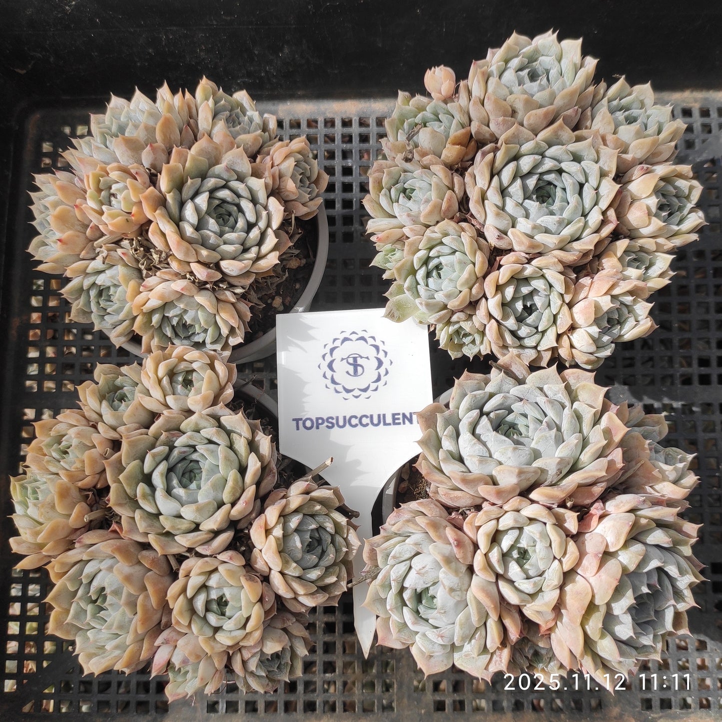 16398 Echeveria Mary Bell (9cm pot size)