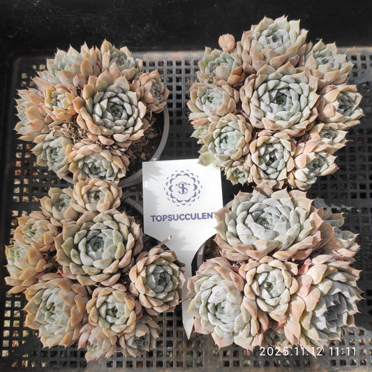 16398 Echeveria Mary Bell (9cm pot size)