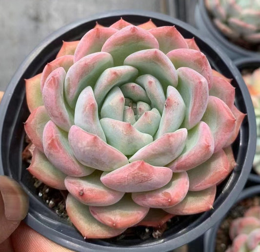 BL1053 Echeveria Water Dream