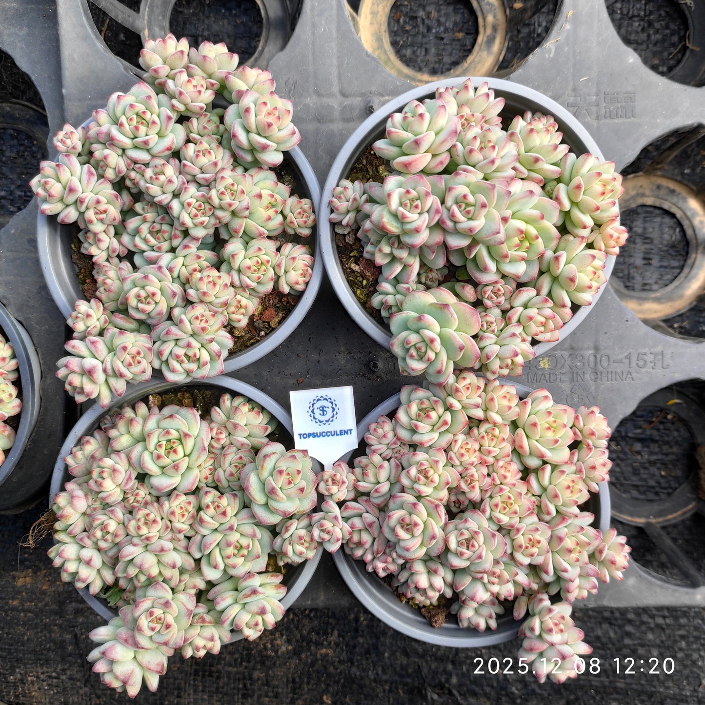 23225 Echeveria Caramel Sprite (9cm pot size)