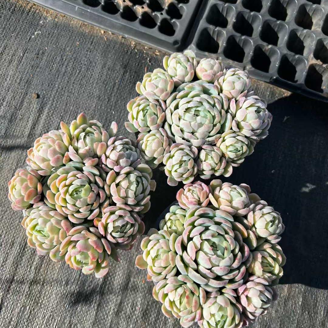 23192 Echeveria Berry (12cm pot size)