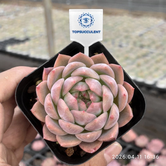25693 Echeveria Red Champagne (6.5cm pot size)