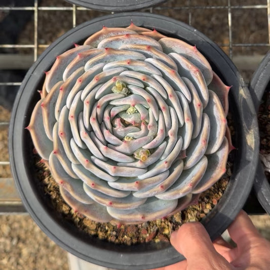 25781 Echeveria Pikachu (18cm pot size)