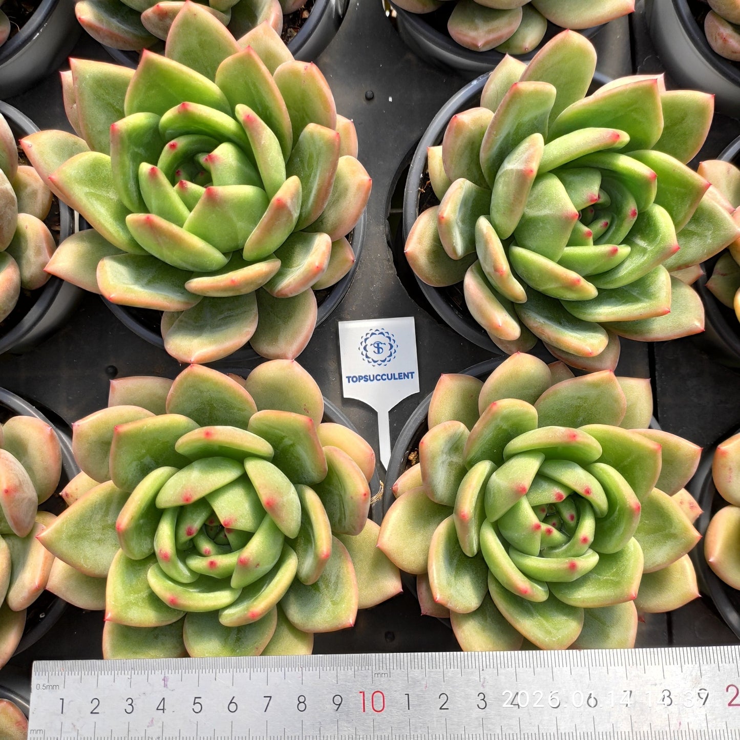 24734 Echeveria Rainbow Dragon (11cm pot size)