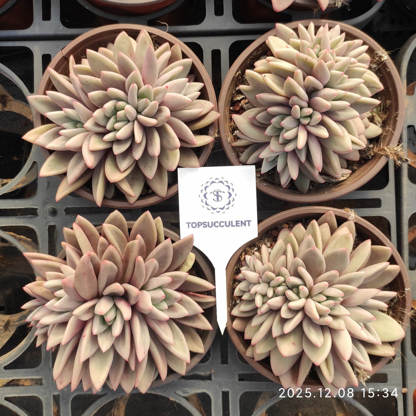 22163 Echeveria Ruby Donna Cristata (12cm pot size)