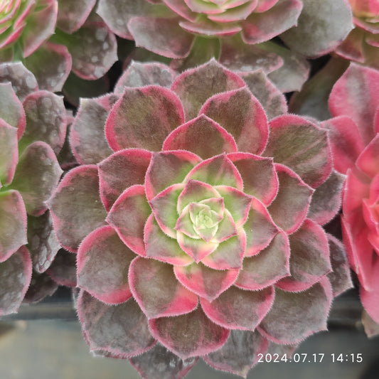 ON307 Aeonium Artascope