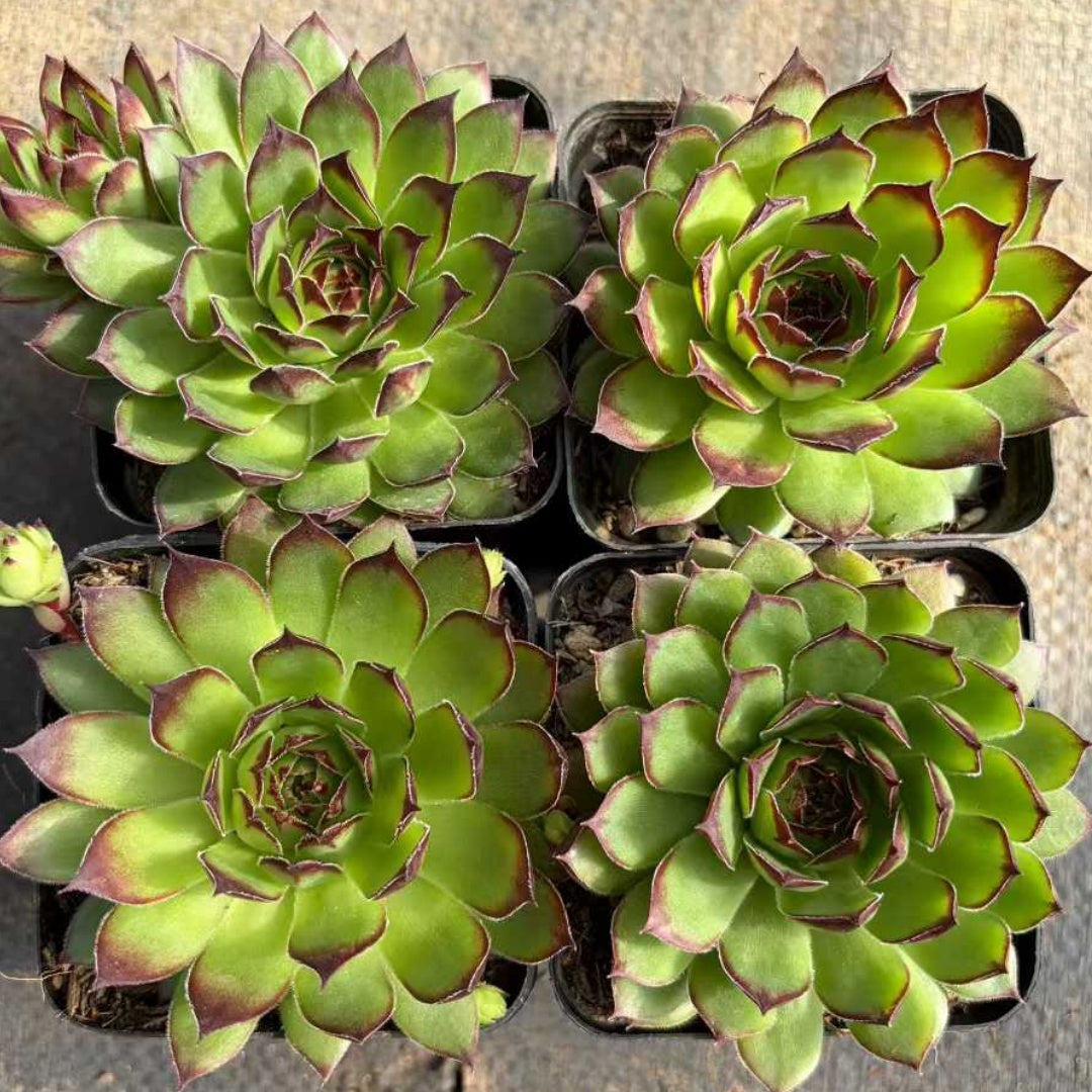 25347 Sempervivum tectorum L. (6.5cm pot size)