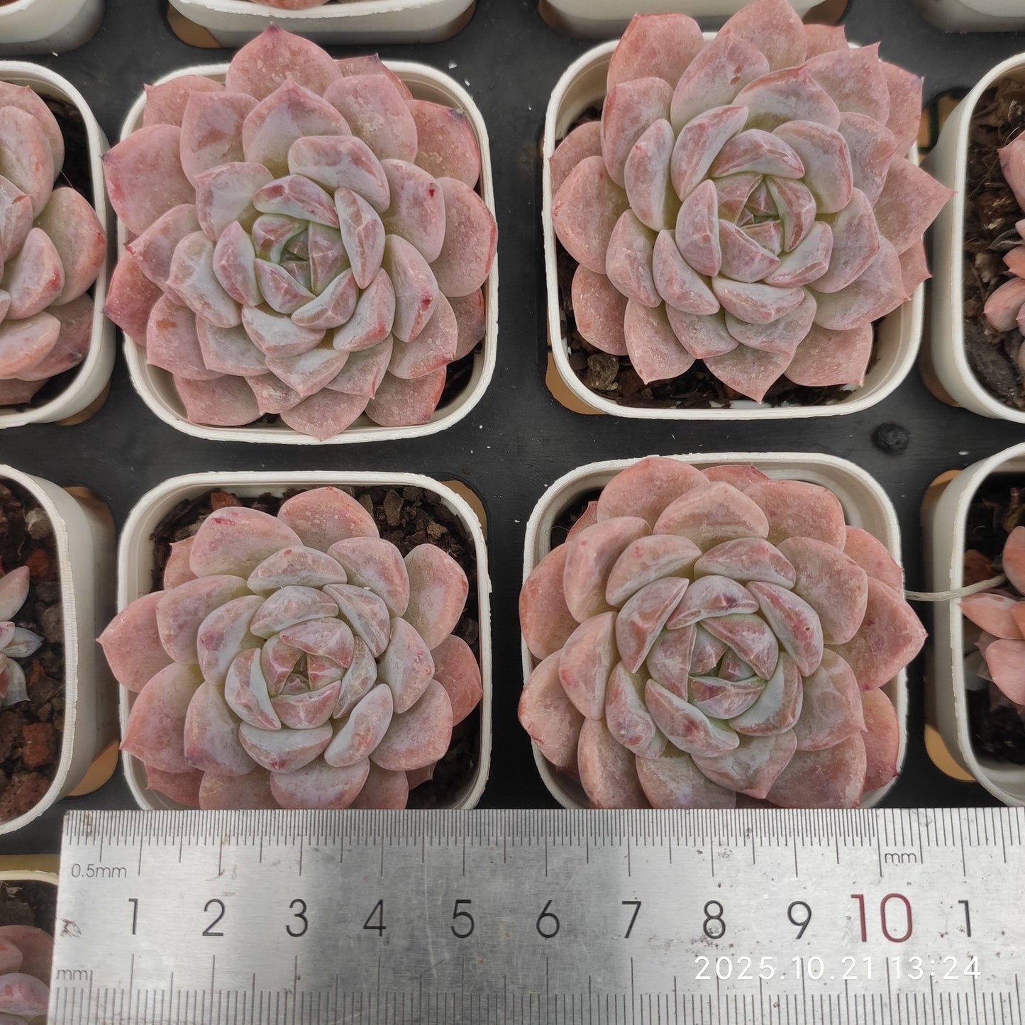 16877 Echeveria Snow Tower (5.5cm pot size)