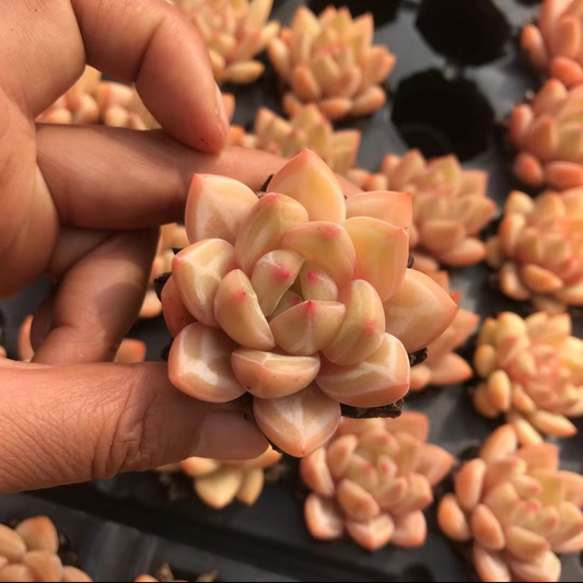 23895 Echeveria Champagne (5cm pot size)