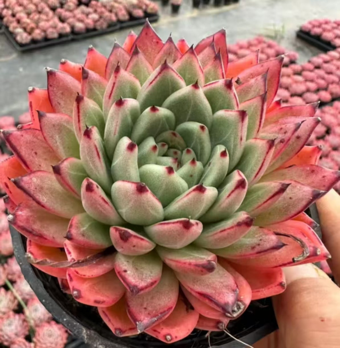 22383 Echeveria Indian Treasure (8cm pot size)