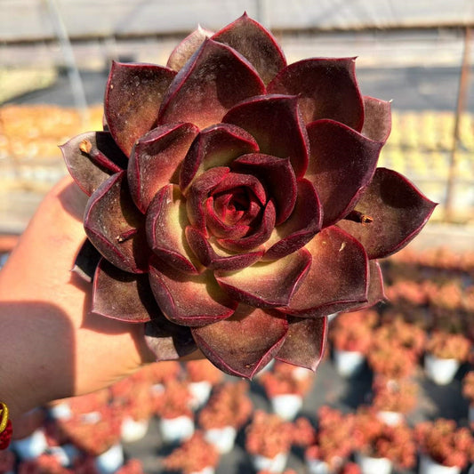 360776 Echeveria Red Rose (12cm pot size)