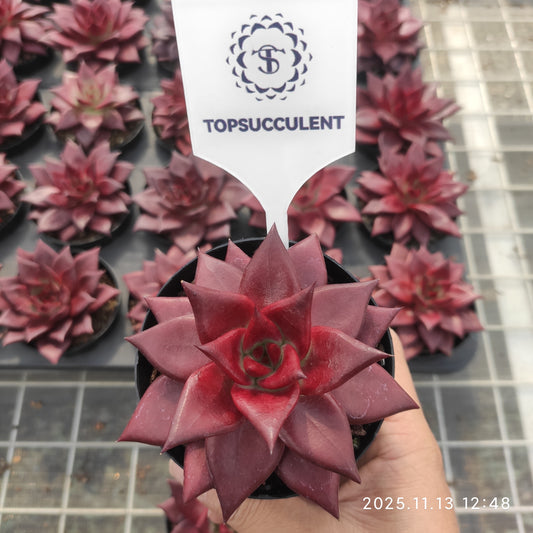 12475 Echeveria Robin (9cm pot size)