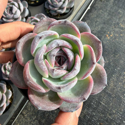 25156 Echeveria Black Monroe (9cm pot size)