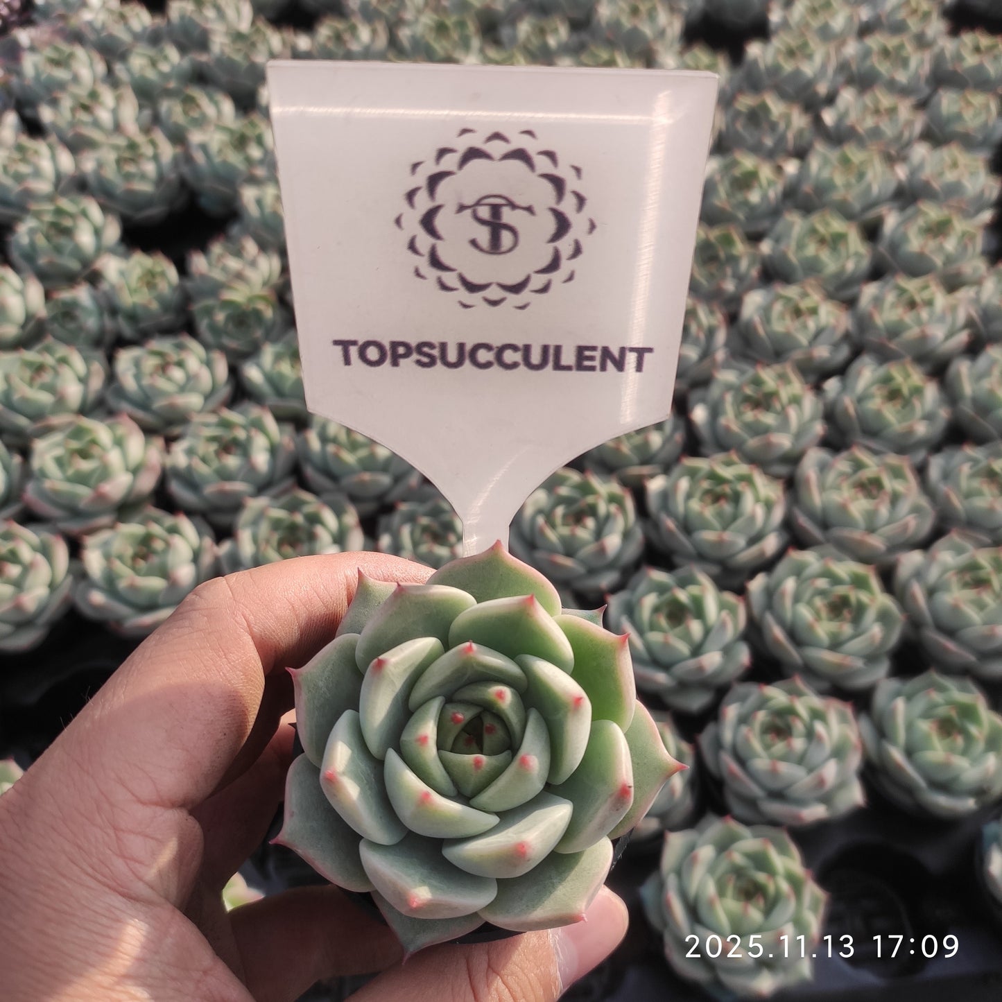 22499 Echeveria Turquoise (5.5cm pot size)